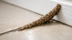 Found a weird dirt tower on your tile? It could be a termite mud tube